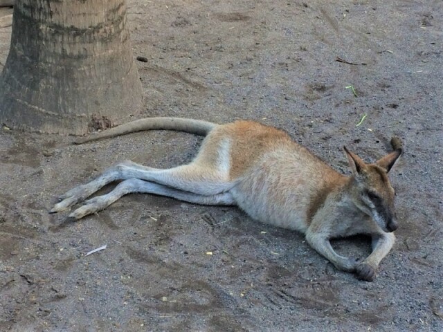 カンガルー